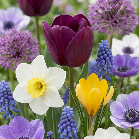1000x Bulb Garden Mix - Bollentuinmix - Diversen - Zomerbloeier - Bolmaat 10/12