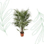 Chamaerops Humilis struik - 170 cm - Forest Plants