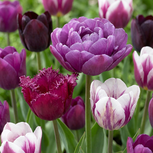 280x Tulipa Blueberry mix - Tulipa Blueberry mix - Diversen - Voorjaarsbloeier - Bolmaat 11/12