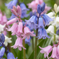 80x Hyacinthoides Hispanica mix - Spaanse boshyacint mix - Diversen - Verwilderingsbol - Bolmaat 7/8
