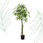 Kunstplant - Pachira Aquatica - Geldboom - 150 cm - Forest Plants