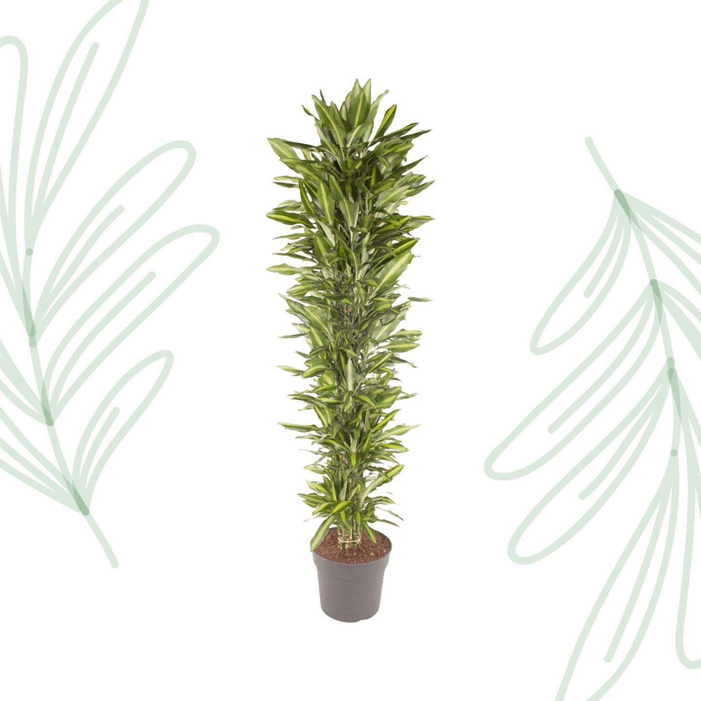 Dracaena Cintho branched - 210 cm