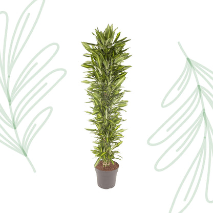 Dracaena Cintho branched - 210 cm