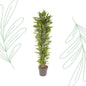 Dracaena Cintho branched - 210 cm