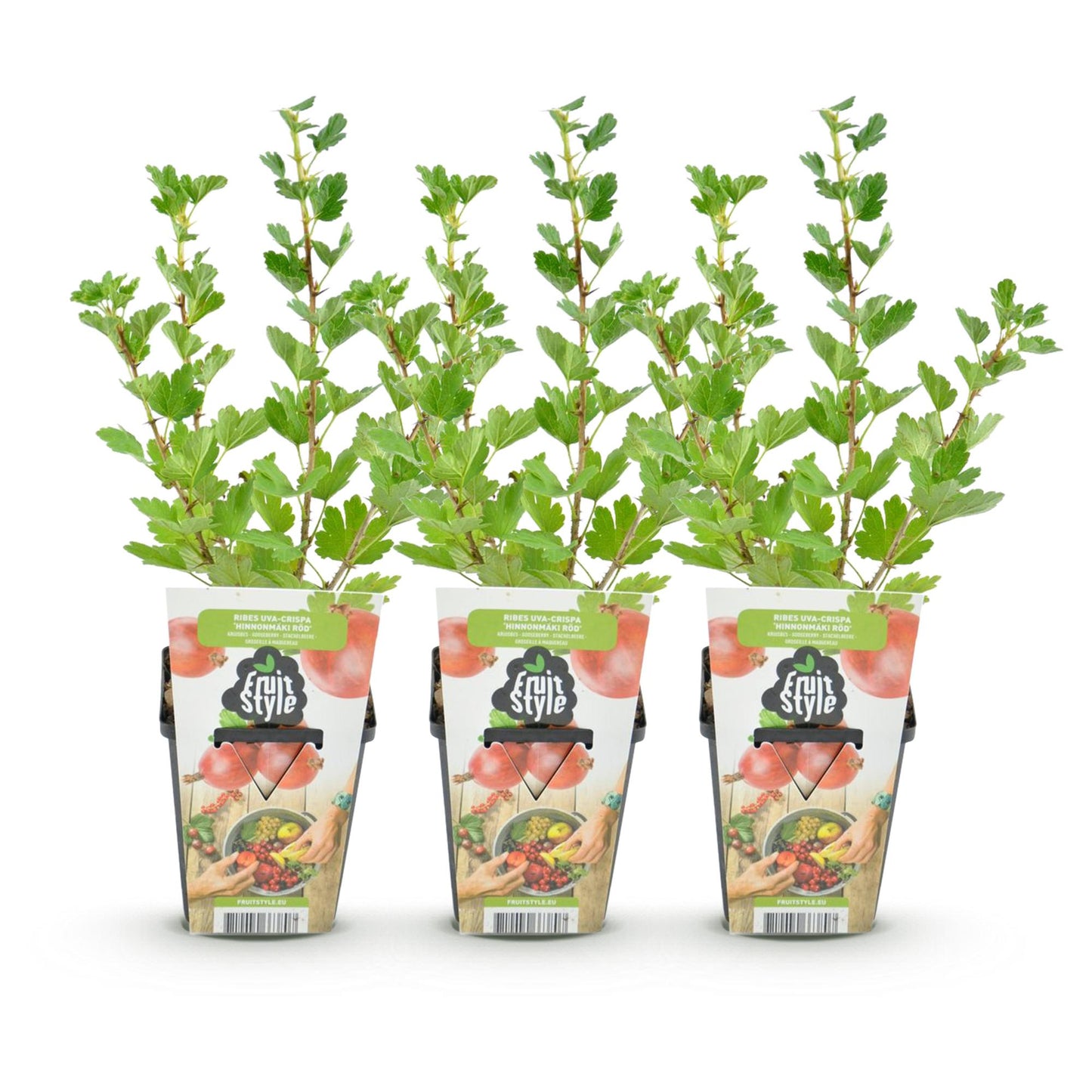 Gooseberry - Ribes uva-crispa Hinnonmaki Red - Hardy - 3 Plants