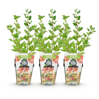 Gooseberry - Ribes uva-crispa Hinnonmaki Red - Hardy - 3 Plants
