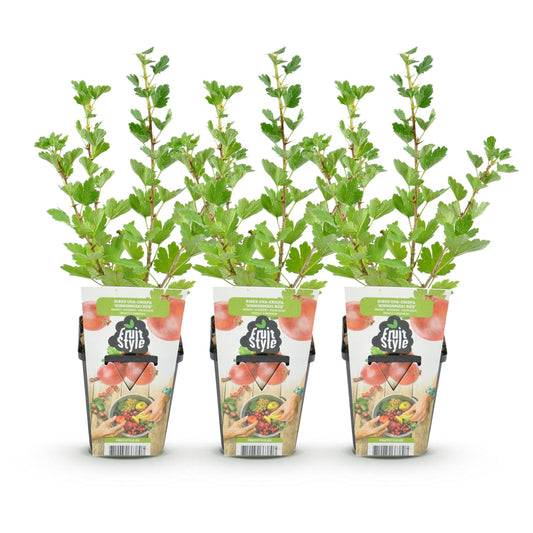 Kruisbes - Ribes uva-crispa Hinnonmaki Rod - Winterhard - 3 Planten