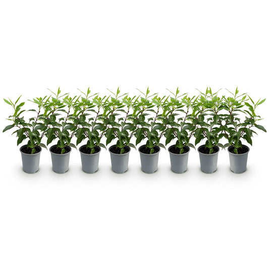 Prunus lusitanica Angustifolia - 8 planten - 1 strekkende meter