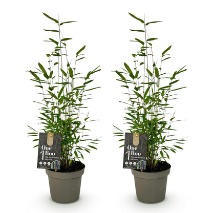 Bamboo - Fargesia Black Dragon - 2 Plants - Non-Spreading