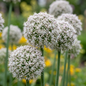 80x Allium Ping Pong - Sierui Ping Pong - Wit - Zomerbloeier - Bolmaat 6/7