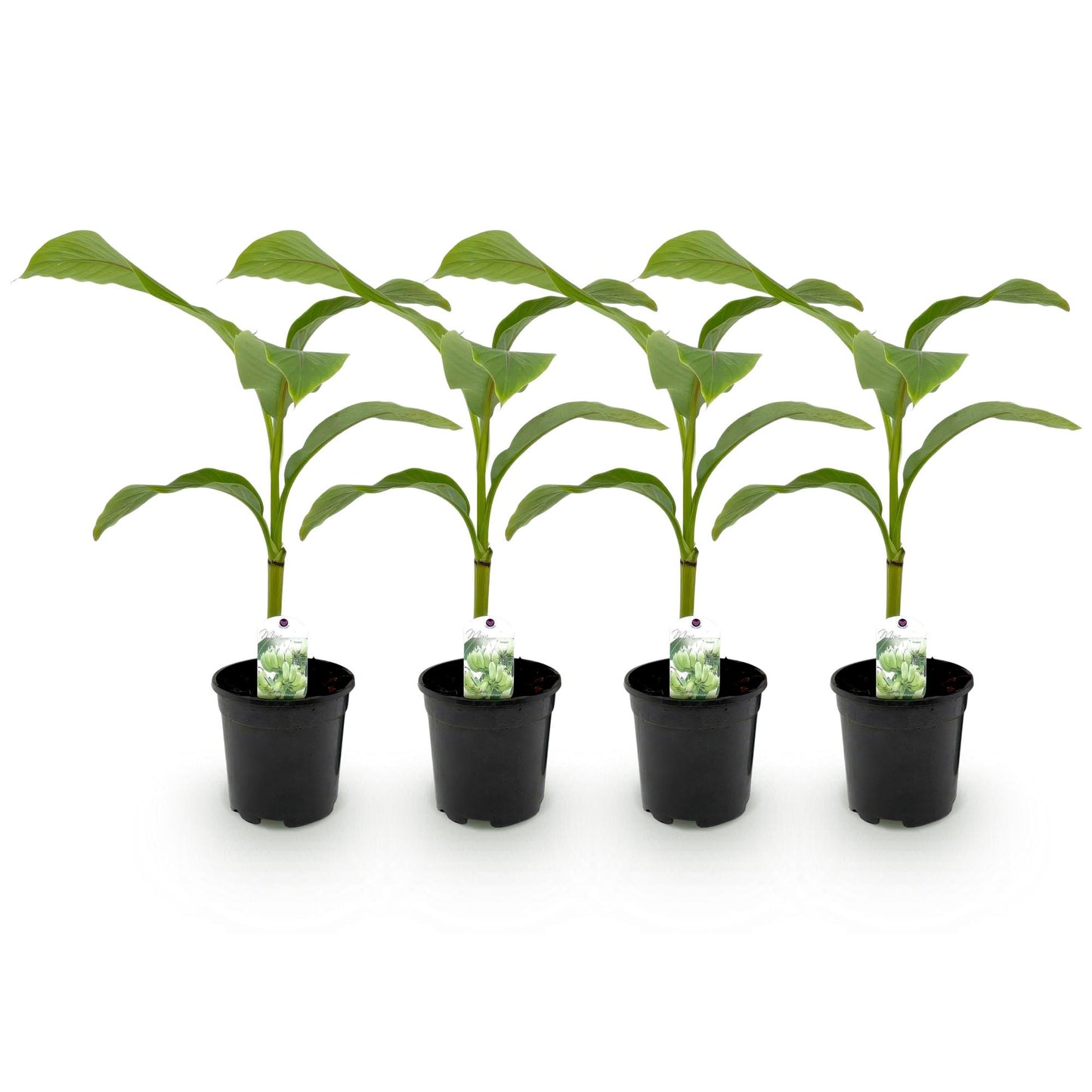 Banana plant - Musa Basjoo - Hardy - 4 plants