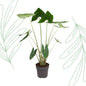 Alocasia Zebrina - 130 cm - Forest Plants