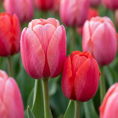 320x Tulipa Pink - Red - Tulp - Roze en Rood - Voorjaarsbloeier - Bolmaat 10/12