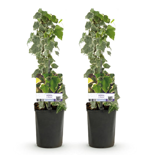 Hedera helix - 2 planten