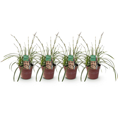 Ornamental Grasses - Carex morrowii Ice Dance - 4 Plants