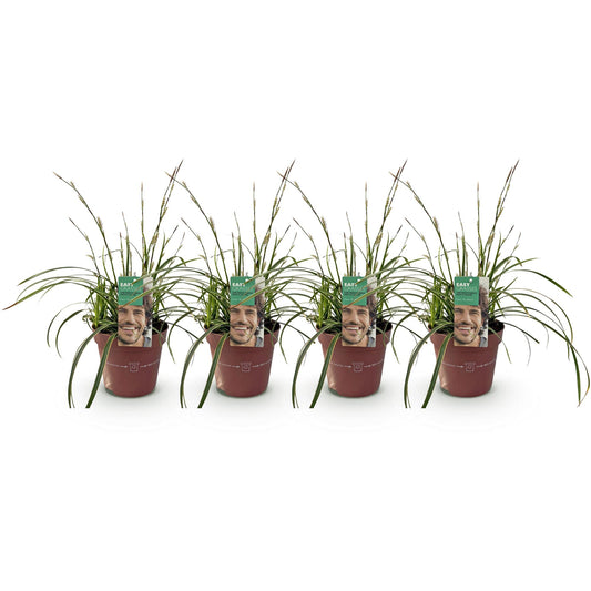 Siergrassen - Carex morrowii Ice Dance - 4 Planten