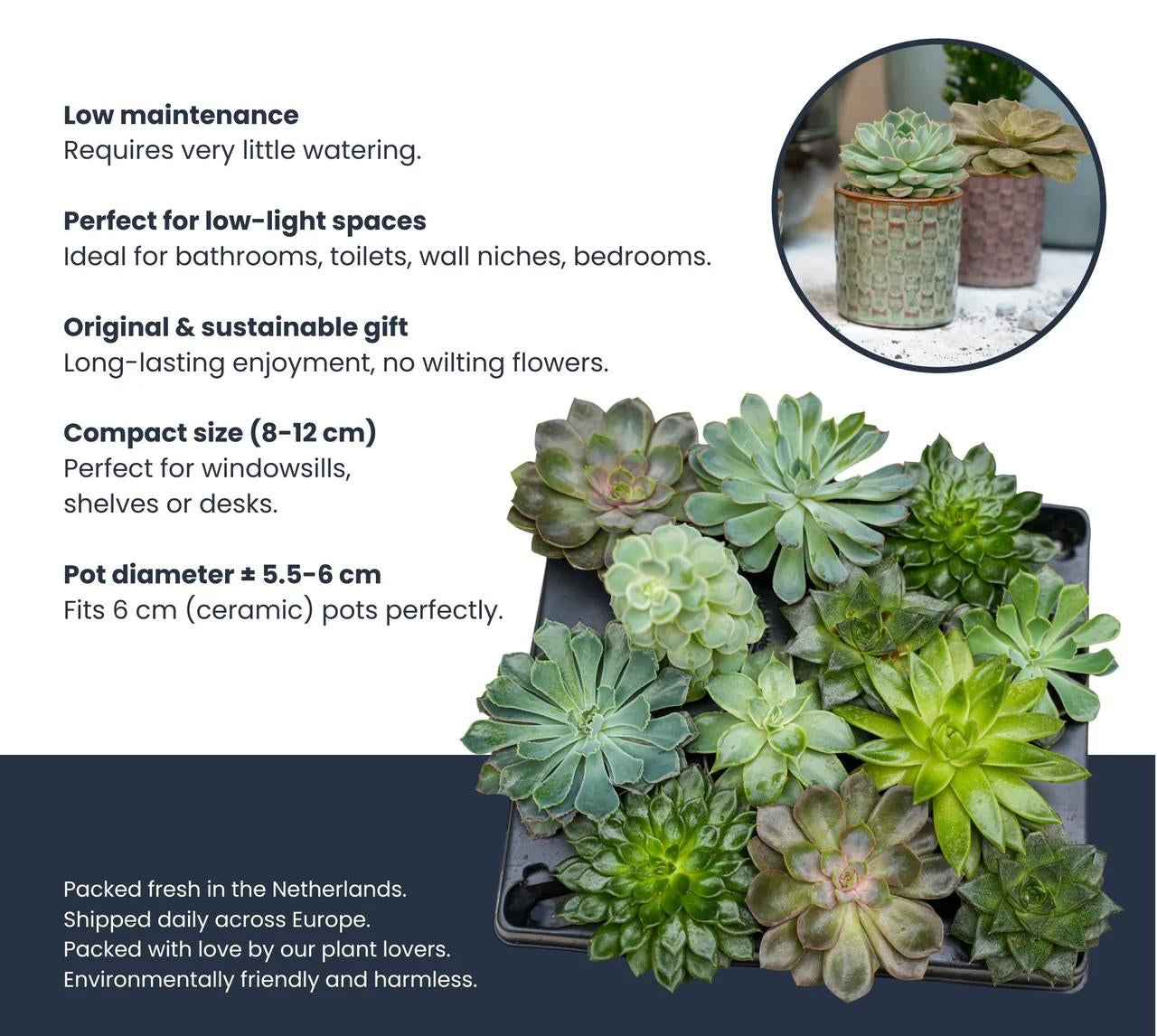Succulent set of 3 with red mini pot