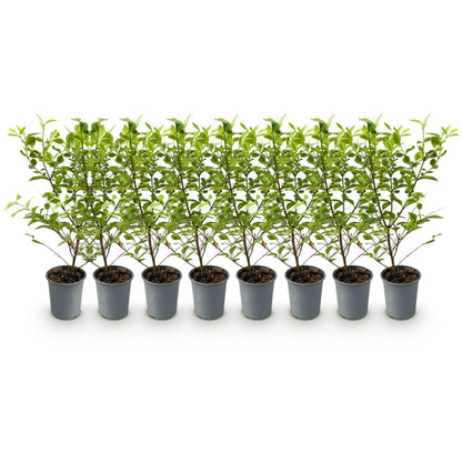 Haagplanten - Ligustrum ovalifolium Aureum - 8 planten - 1 strekkende meter