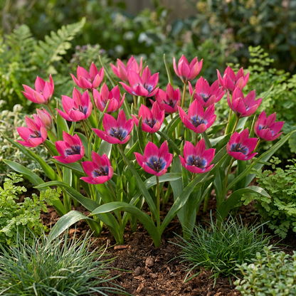100x Tulipa Klein Schoonheid - Tulipa Little Beauty - Roze - Voorjaarsbloeier - Bolmaat 6/+
