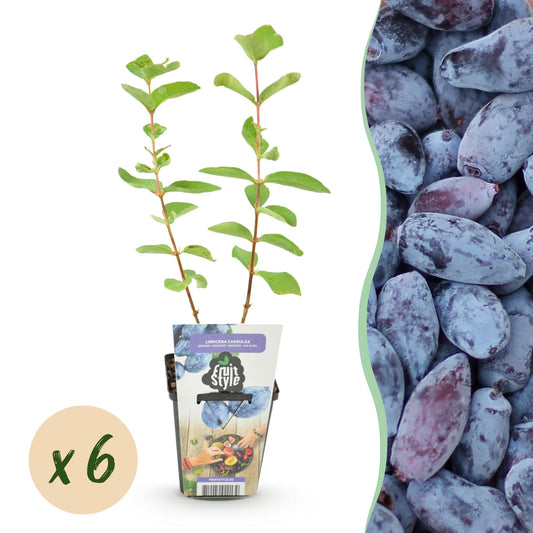 Honingbes - Lonicera caerulea Kamtschatica - Winterhard - 6 Planten