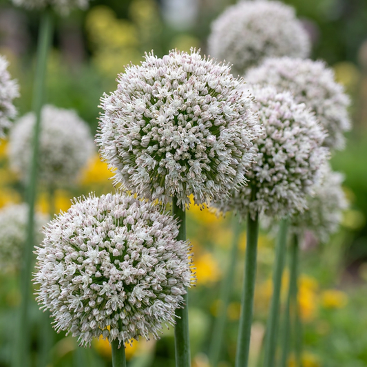 40x Allium Ping Pong - Sierui Ping Pong - Wit - Zomerbloeier - Bolmaat 6/7