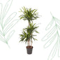 Dracaena Riki - 140 cm - Forest Plants