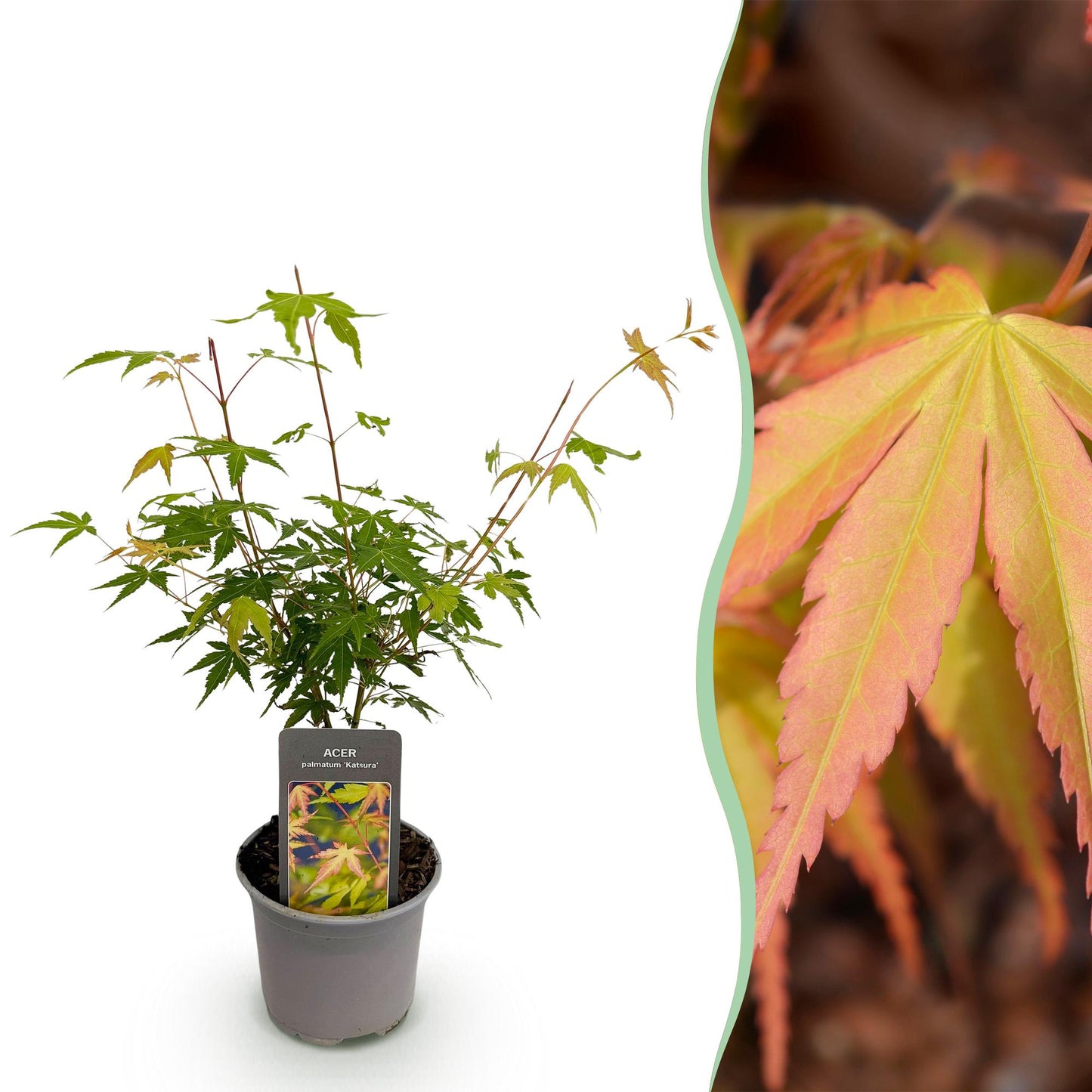 Tuinplant - Acer palmatum Katsura - Weinig Onderhoud