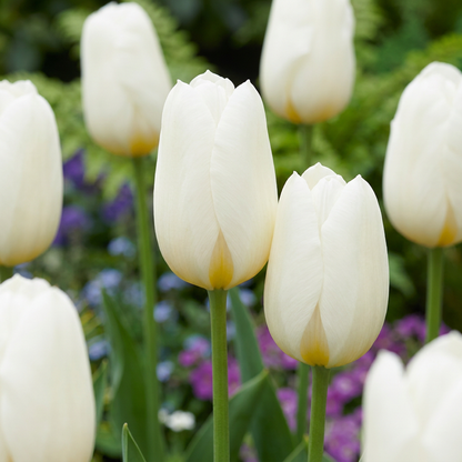 120x Tulipa Triumph White - Triomftulp - Wit - Voorjaarsbloeier - Bolmaat 11/12