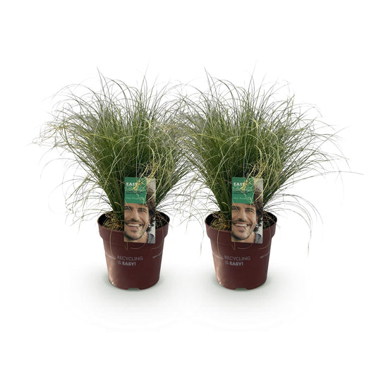 Siergrassen - Carex comans Frosted Curls - 2 Planten