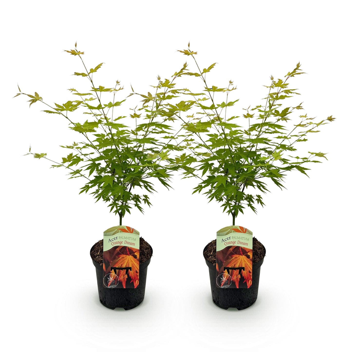 Terrasplant - Japanse Esdoorn - Acer palmatum Orange Dream - 2 Planten