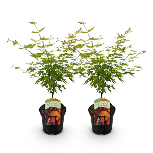 Terrasplant - Japanse Esdoorn - Acer palmatum Orange Dream - 2 Planten