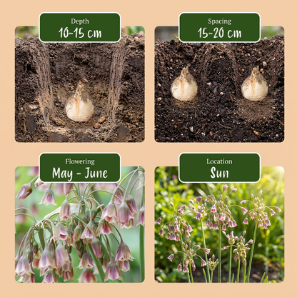 40x Allium Siculum - Siciliaanse honingklokje - Crème en Roze - Zomerbloeier - Bolmaat 10/12