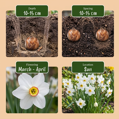 30x Narcissus Recurvus - Witte fazantoog - Wit - Voorjaarsbloeier - Bolmaat 10/12