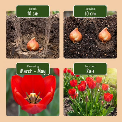 500x Bulbs From Holland - Bollen uit Holland - Diversen - Zomerbloeier - Bolmaat 10/12