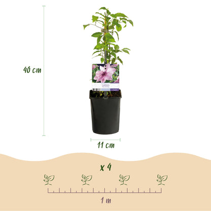 Klimplant - Clematis Pink Fantasy - 2 planten