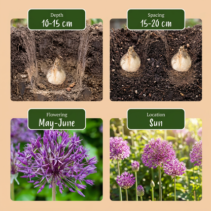 160x Allium Purple Rain - Sierui - Paars - Zomerbloeier - Bolmaat 10/12