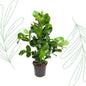 Clusia Rosea - 110 cm - Forest Plants