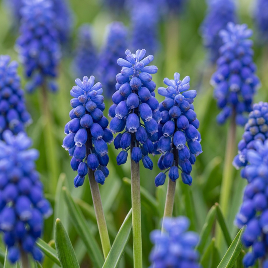 100x Muscari Armeniacum - Armeense druifhyacint - Blauw - Verwilderingsbol - Bolmaat 8/9