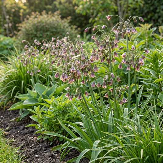 40x Allium Siculum - Siciliaanse honingklokje - Crème en Roze - Zomerbloeier - Bolmaat 10/12