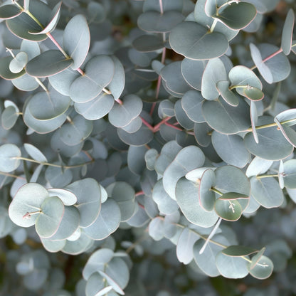 Standard Tree - Eucalyptus gunnii Azura - Patio Plant - Hardy