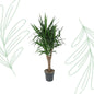 Yucca Elephantipe vertakt - 150 cm - Forest Plants