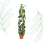 Philodendron Scandens Brasil gaasrek - 160 cm - Forest Plants