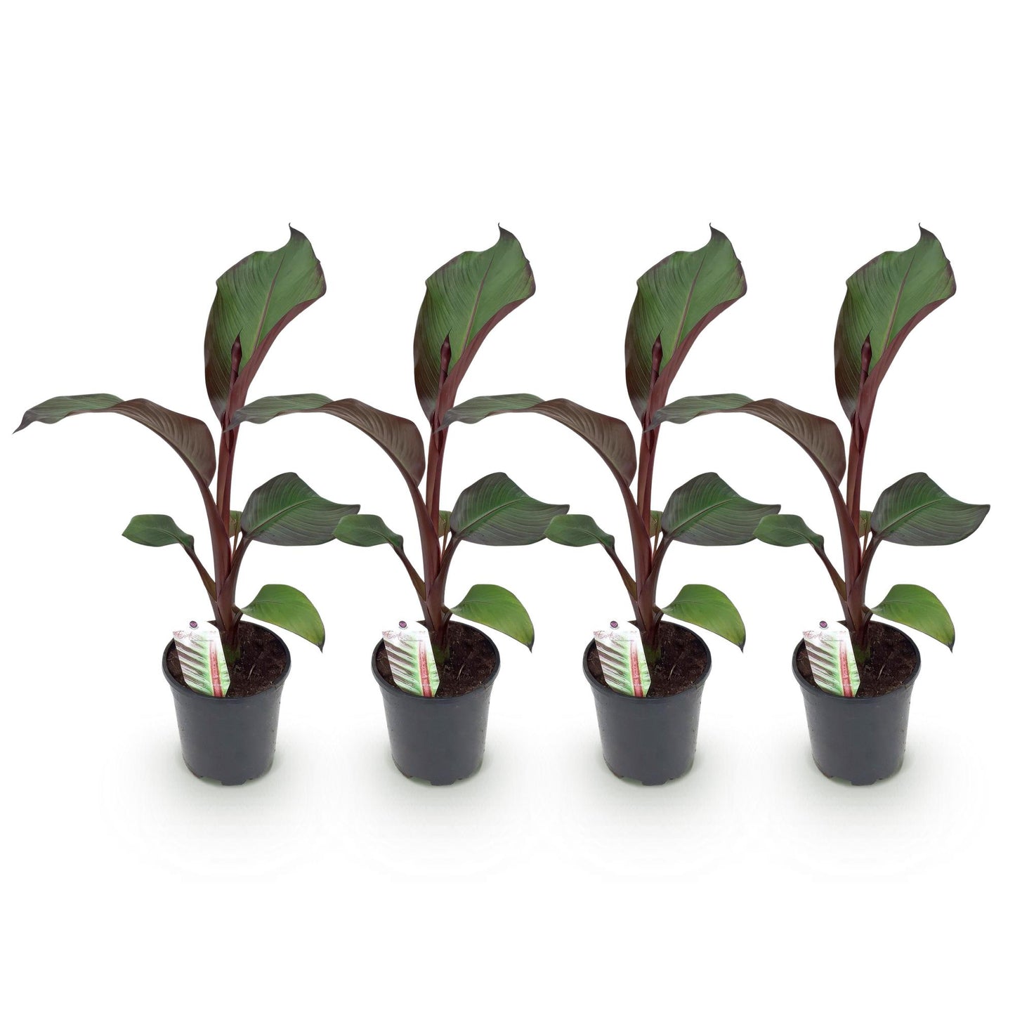 Bananen plant - Ensete ventricosum Maurelli - Winterhard - 4 planten