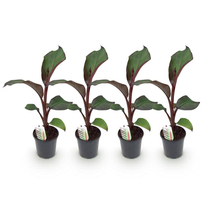 Bananen plant - Ensete ventricosum Maurelli - Winterhard - 4 planten
