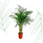 Dypsis Lutescens (Areca Palm) - 180 cm - Forest Plants