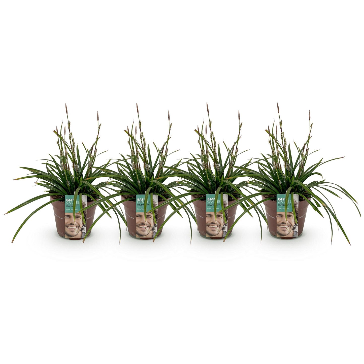 Ornamental Grasses - Carex morrowii Irish Green - 4 Plants