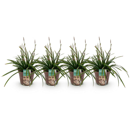 Ornamental Grasses - Carex morrowii Irish Green - 4 Plants