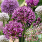 640x Bulb Garden Allium - Bollentuinsierui - Diversen - Zomerbloeier - Bolmaat 10/12
