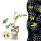 Groenblijvende Braam - Rubus Thornless Evergreen - Winterhard - 6 Planten