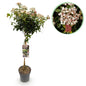 Shrub on Stem - Viburnum tinus - Patio Plant - Hardy